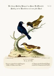 The Black Linnet, the Olive-coloured Linnet, and the Yellow-bellied Creeper, 1749-73
